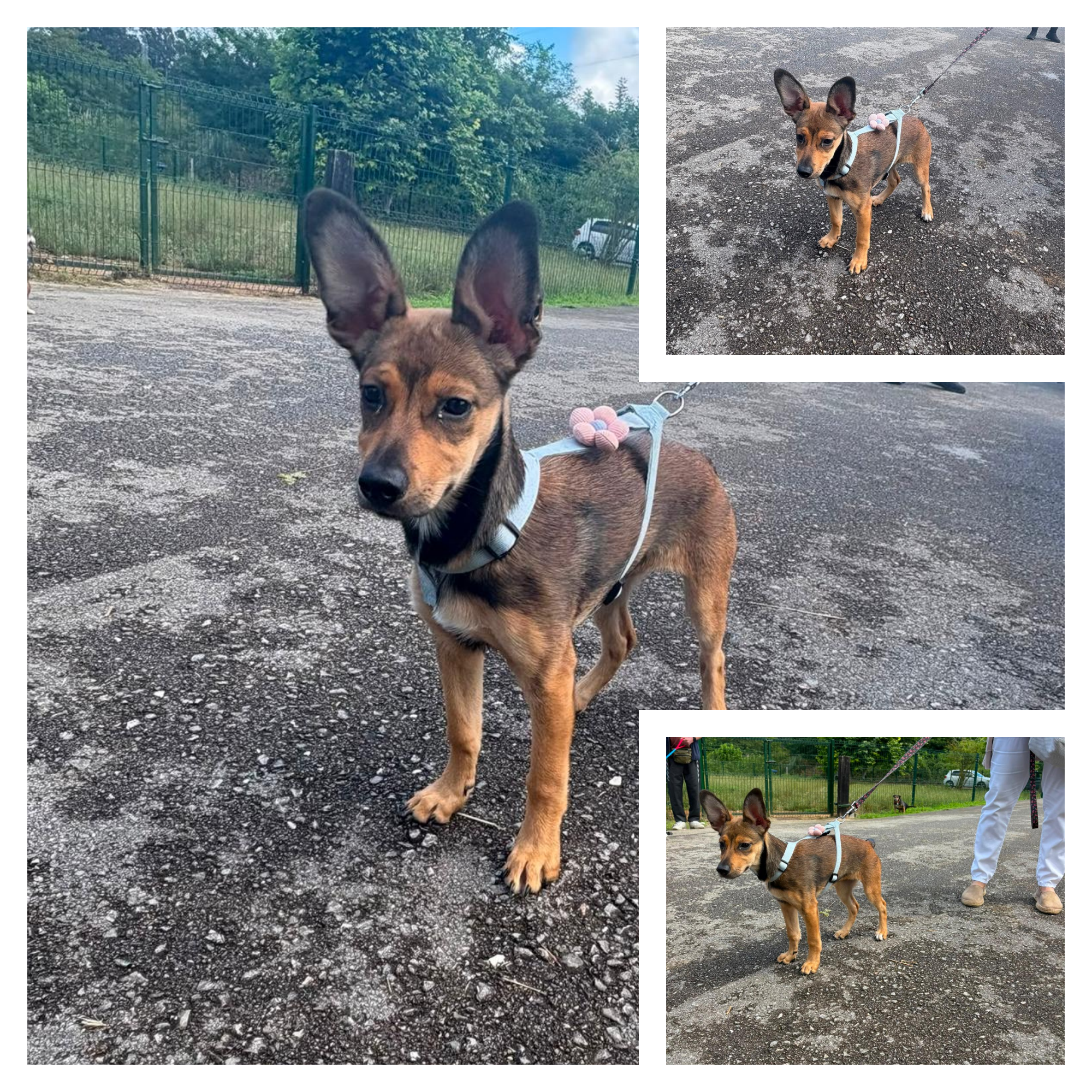 Foto de Xana