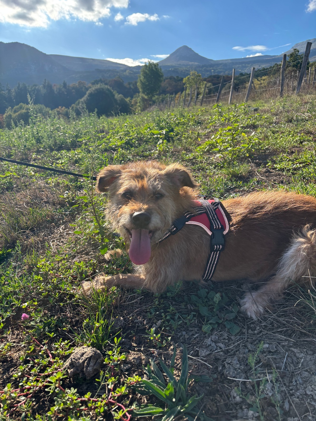 Chocolate